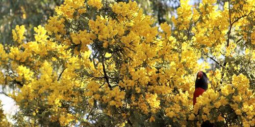 Secrets of the Seed: SA Plant & Seed Science