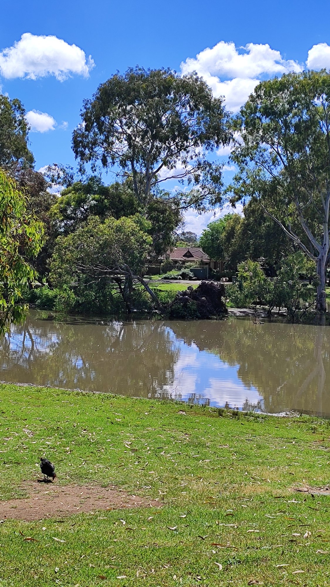 Nature Play Park with Logs and Picnic Area photo